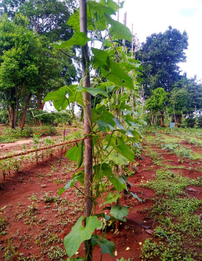 Moni Farm House Wilpattu Nochchiyagama Exterior photo